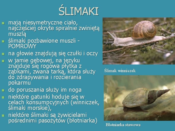 ŚLIMAKI n n n n mają niesymetryczne ciało, najczęściej okryte spiralnie zwiniętą muszlą ślimaki