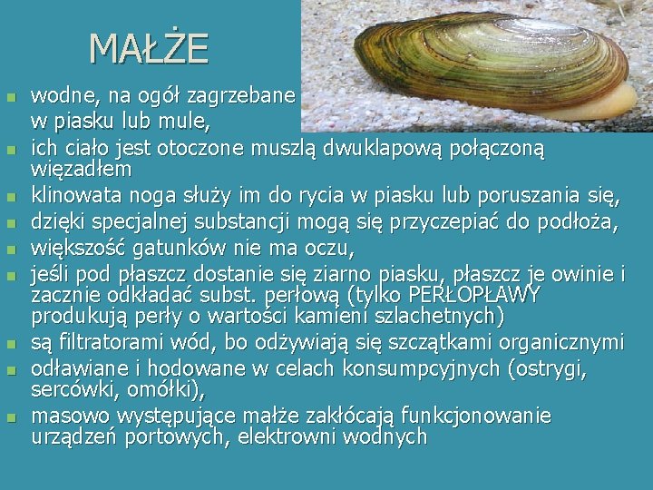 MAŁŻE n n n n n wodne, na ogół zagrzebane w piasku lub mule,