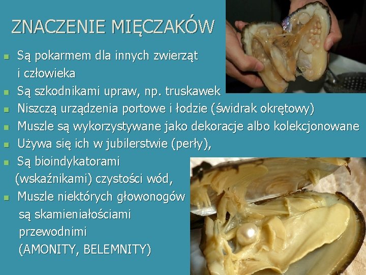 ZNACZENIE MIĘCZAKÓW n n n n Są pokarmem dla innych zwierząt i człowieka Są