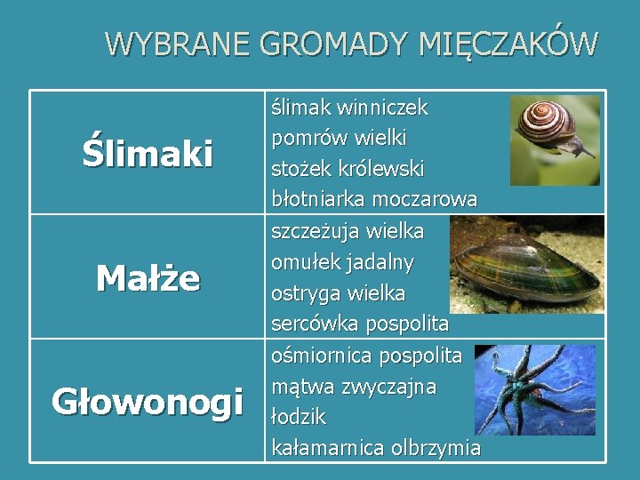 WYBRANE GROMADY MIĘCZAKÓW Ślimaki Małże Głowonogi ślimak winniczek pomrów wielki stożek królewski błotniarka moczarowa