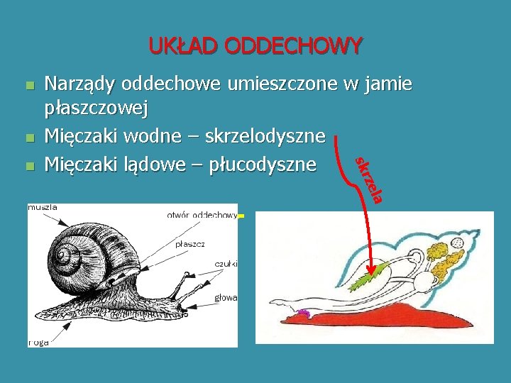 UKŁAD ODDECHOWY n n zel skr n Narządy oddechowe umieszczone w jamie płaszczowej Mięczaki