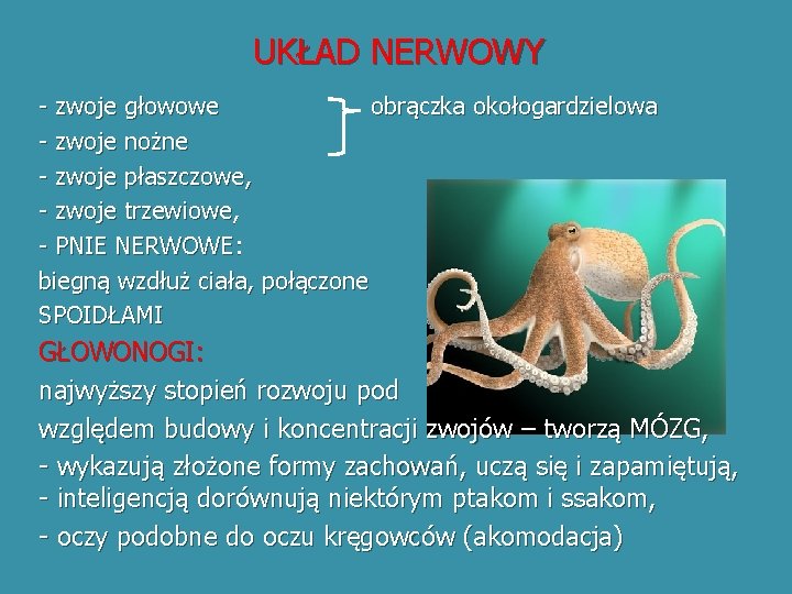 UKŁAD NERWOWY - zwoje głowowe obrączka okołogardzielowa - zwoje nożne - zwoje płaszczowe, -