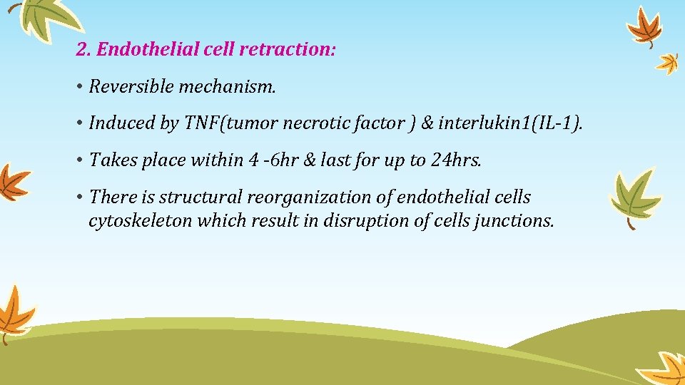 2. Endothelial cell retraction: • Reversible mechanism. • Induced by TNF(tumor necrotic factor )