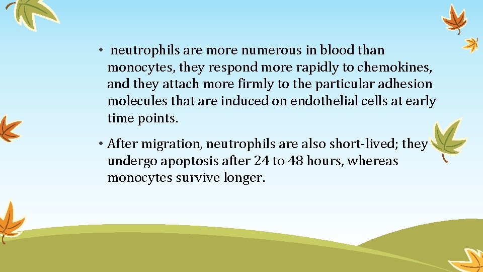  • neutrophils are more numerous in blood than monocytes, they respond more rapidly