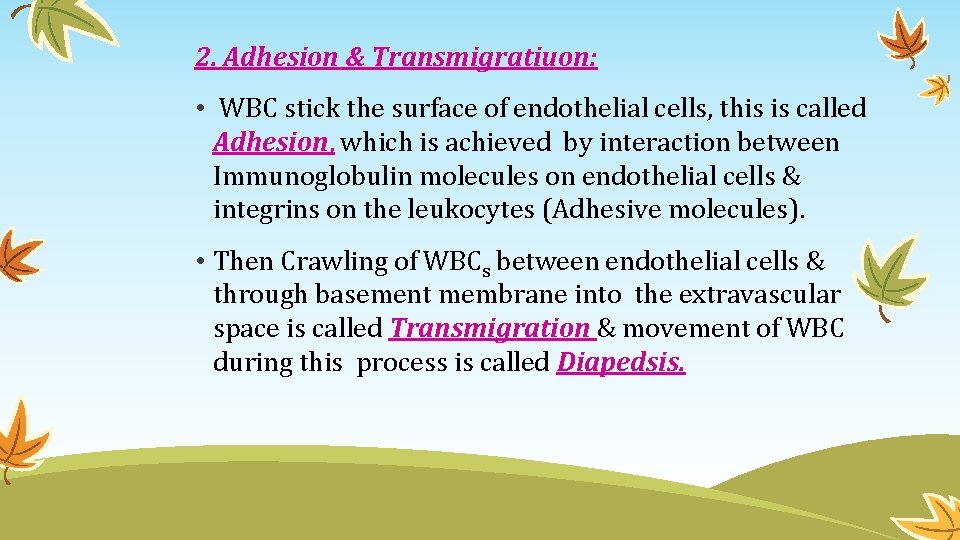2. Adhesion & Transmigratiuon: • WBC stick the surface of endothelial cells, this is