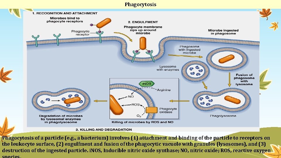 Phagocytosis of a particle (e. g. , a bacterium) involves (1) attachment and binding