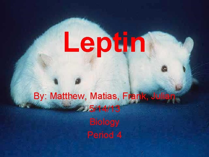 Leptin By: Matthew, Matias, Frank, Julian 5/14/13 Biology Period 4 