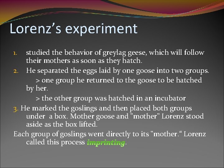 Lorenz’s experiment studied the behavior of greylag geese, which will follow their mothers as