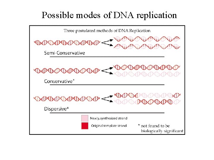 Possible modes of DNA replication Possible modes of DNA replication