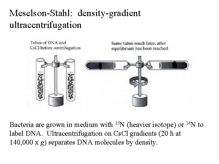 Meselson-Stahl: density-gradient ultracentrifugation Bacteria are grown in medium with 15 N (heavier isotope) or Meselson-Stahl: density-gradient ultracentrifugation Bacteria are grown in medium with 15 N (heavier isotope) or