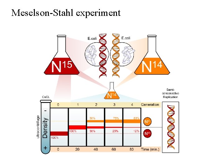 Meselson-Stahl experiment Meselson-Stahl experiment