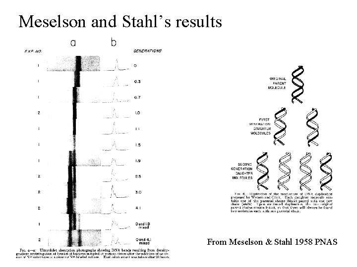 Meselson and Stahl’s results From Meselson & Stahl 1958 PNAS Meselson and Stahl’s results From Meselson & Stahl 1958 PNAS