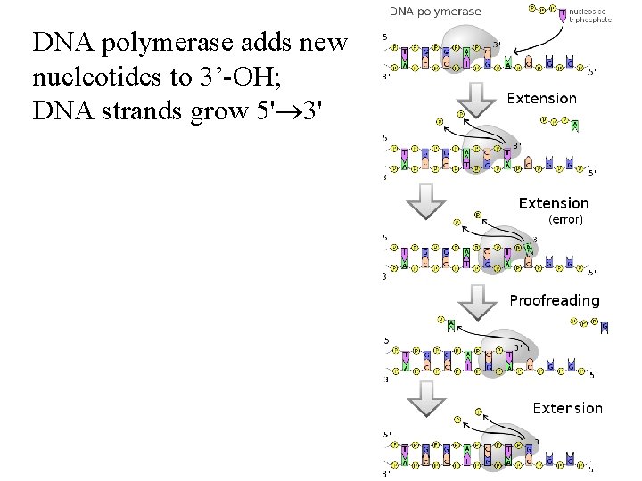 DNA polymerase adds new nucleotides to 3’-OH; DNA strands grow 5' 3' DNA polymerase adds new nucleotides to 3’-OH; DNA strands grow 5' 3'