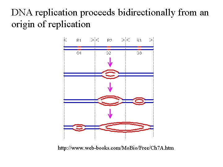 DNA replication proceeds bidirectionally from an origin of replication http: //www. web-books. com/Mo. Bio/Free/Ch DNA replication proceeds bidirectionally from an origin of replication http: //www. web-books. com/Mo. Bio/Free/Ch