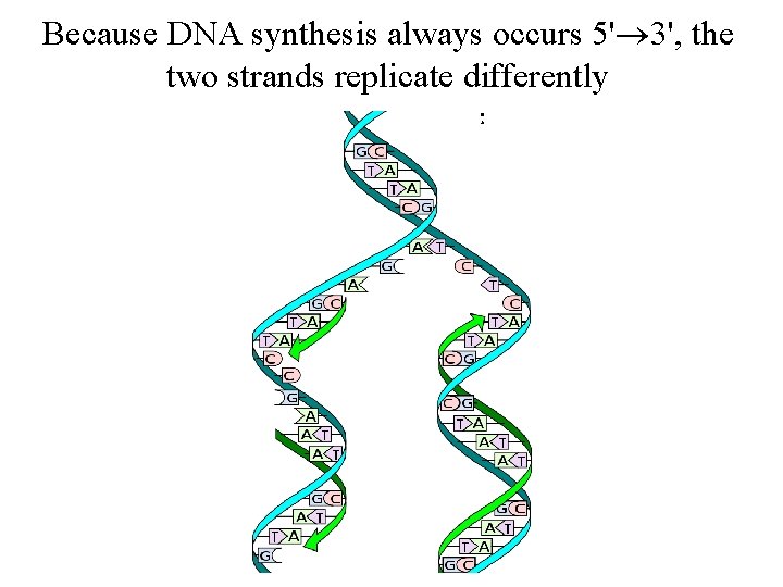 Because DNA synthesis always occurs 5' 3', the two strands replicate differently Because DNA synthesis always occurs 5' 3', the two strands replicate differently