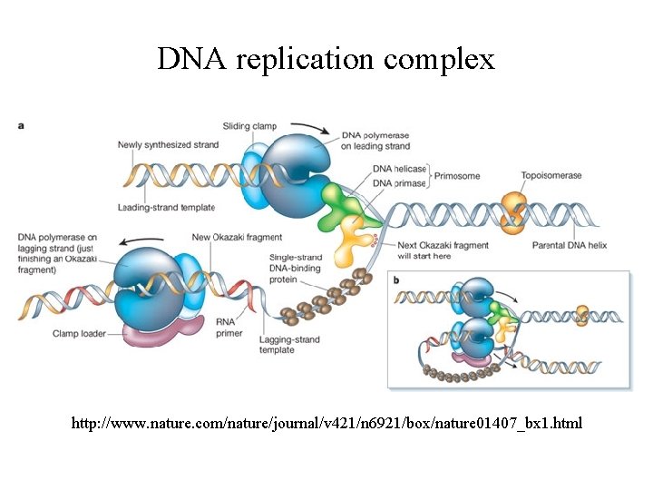 Dna As The Molecule Of Heredity Part A