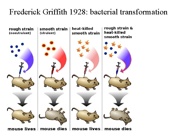 Frederick Griffith 1928: bacterial transformation Frederick Griffith 1928: bacterial transformation