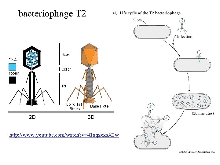 bacteriophage T 2 http: //www. youtube. com/watch? v=41 aqxcxs. X 2 w bacteriophage T 2 http: //www. youtube. com/watch? v=41 aqxcxs. X 2 w