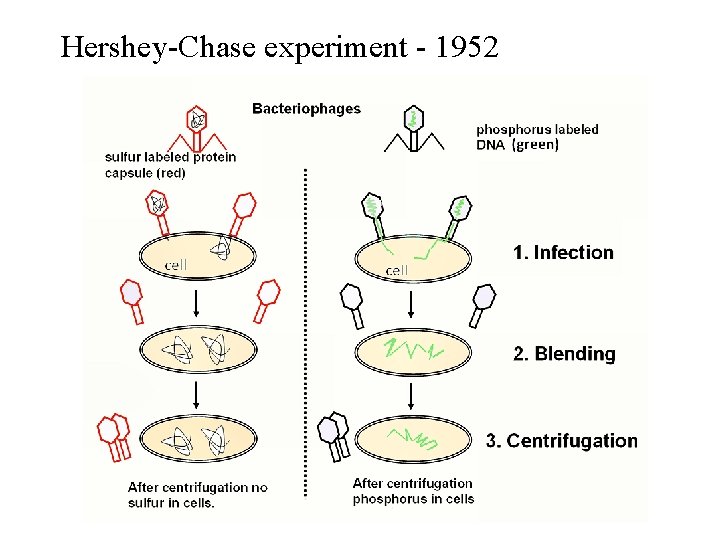 Hershey-Chase experiment - 1952 Hershey-Chase experiment - 1952