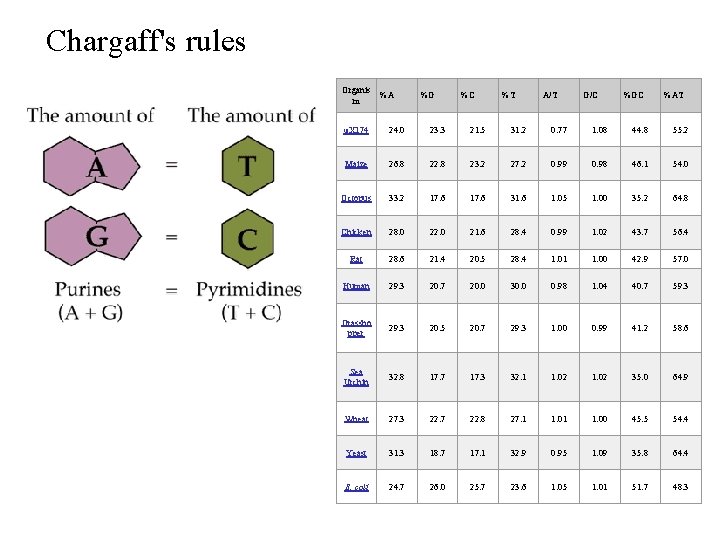 Chargaff's rules Organis m %A %G %C %T A/T G/C %GC %AT φX 174 Chargaff's rules Organis m %A %G %C %T A/T G/C %GC %AT φX 174