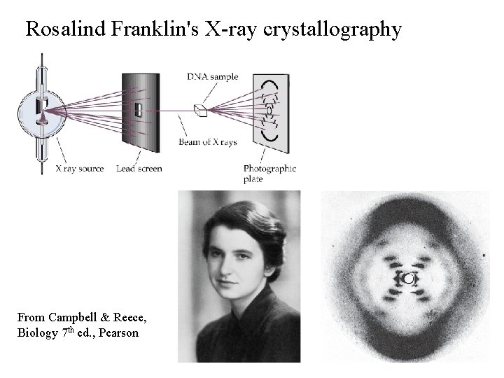 Rosalind Franklin's X-ray crystallography From Campbell & Reece, Biology 7 th ed. , Pearson Rosalind Franklin's X-ray crystallography From Campbell & Reece, Biology 7 th ed. , Pearson