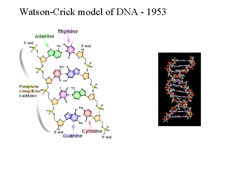 Watson-Crick model of DNA - 1953 Watson-Crick model of DNA - 1953