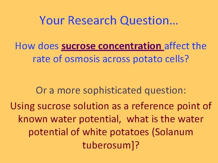 Your Research Question… How does sucrose concentration affect the rate of osmosis across potato