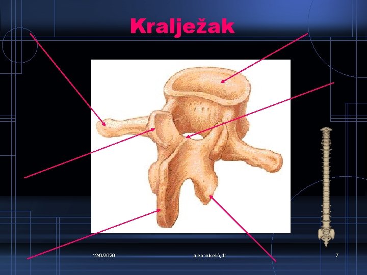 Kralježak 12/6/2020 alen vukelić, dr 7 