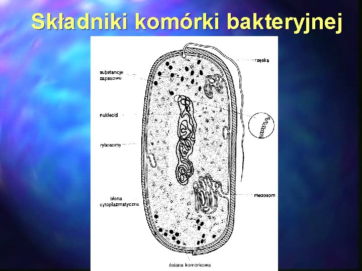 Składniki komórki bakteryjnej 