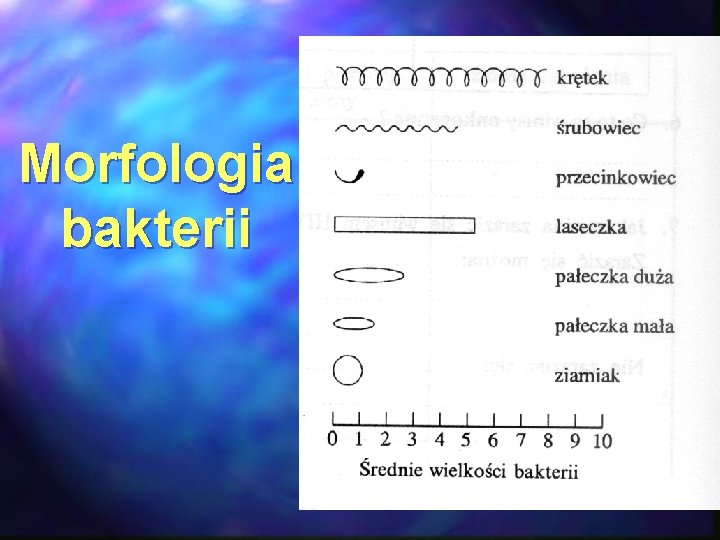 Morfologia bakterii 