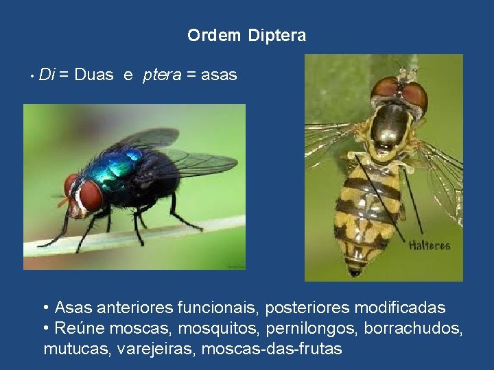 Ordem Diptera • Di = Duas e ptera = asas • Asas anteriores funcionais,