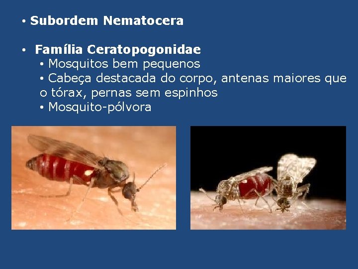  • Subordem Nematocera • Família Ceratopogonidae • Mosquitos bem pequenos • Cabeça destacada