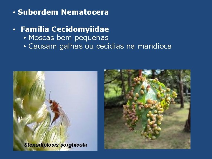  • Subordem Nematocera • Família Cecidomyiidae • Moscas bem pequenas • Causam galhas