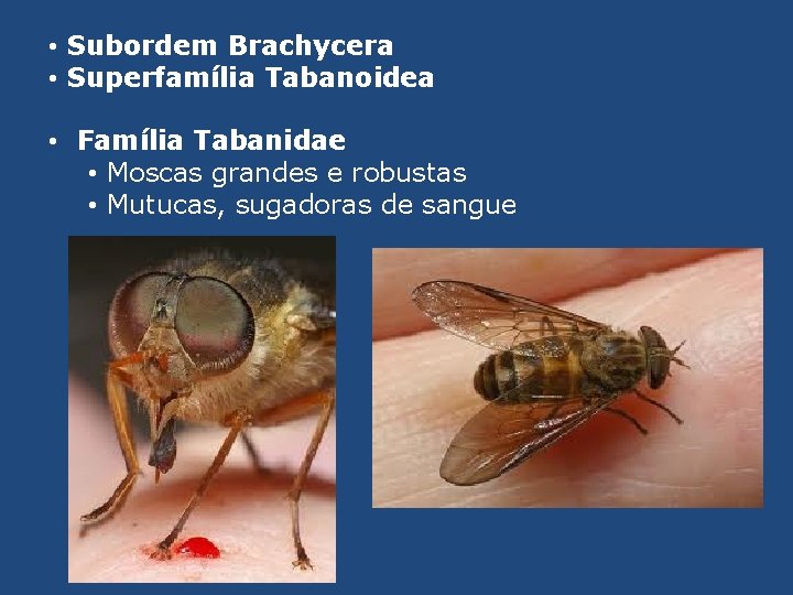  • Subordem Brachycera • Superfamília Tabanoidea • Família Tabanidae • Moscas grandes e