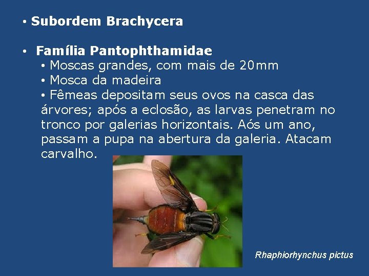  • Subordem Brachycera • Família Pantophthamidae • Moscas grandes, com mais de 20