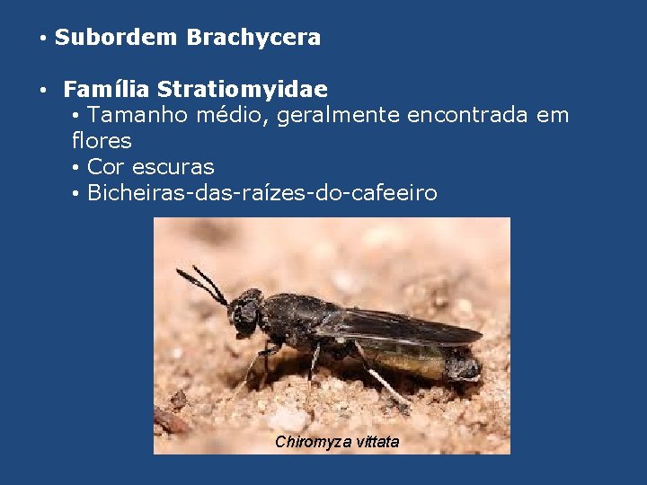  • Subordem Brachycera • Família Stratiomyidae • Tamanho médio, geralmente encontrada em flores