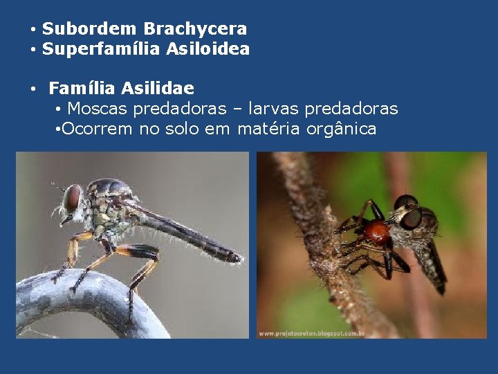 • Subordem Brachycera • Superfamília Asiloidea • Família Asilidae • Moscas predadoras –