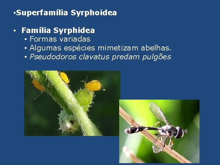  • Superfamília Syrphoidea • Família Syrphidea • Formas variadas • Algumas espécies mimetizam