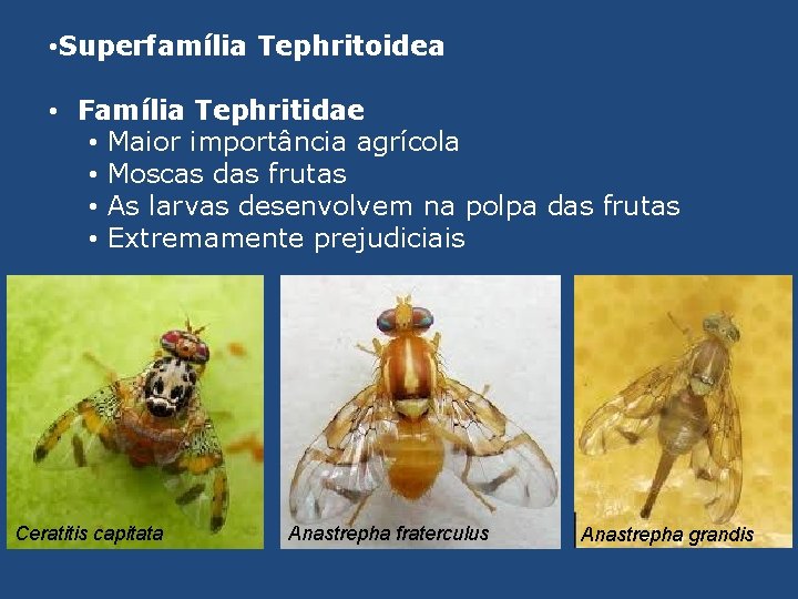  • Superfamília Tephritoidea • Família Tephritidae • Maior importância agrícola • Moscas das