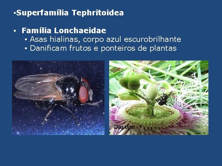  • Superfamília Tephritoidea • Família Lonchaeidae • Asas hialinas, corpo azul escurobrilhante •