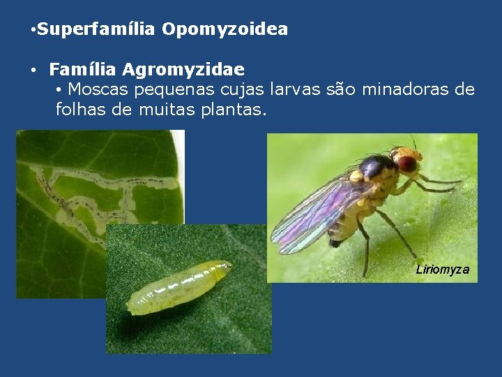  • Superfamília Opomyzoidea • Família Agromyzidae • Moscas pequenas cujas larvas são minadoras
