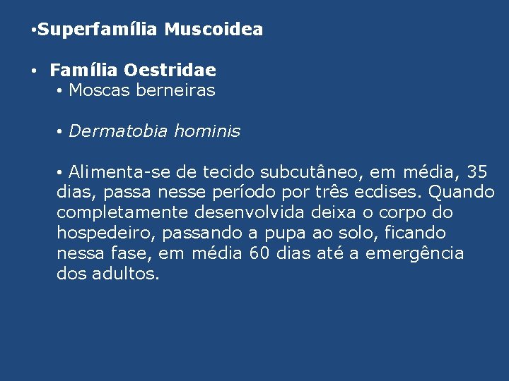  • Superfamília Muscoidea • Família Oestridae • Moscas berneiras • Dermatobia hominis •