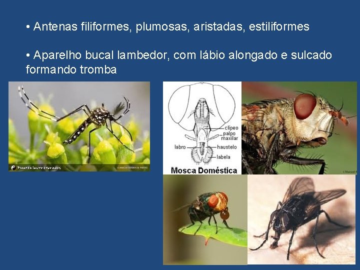  • Antenas filiformes, plumosas, aristadas, estiliformes • Aparelho bucal lambedor, com lábio alongado