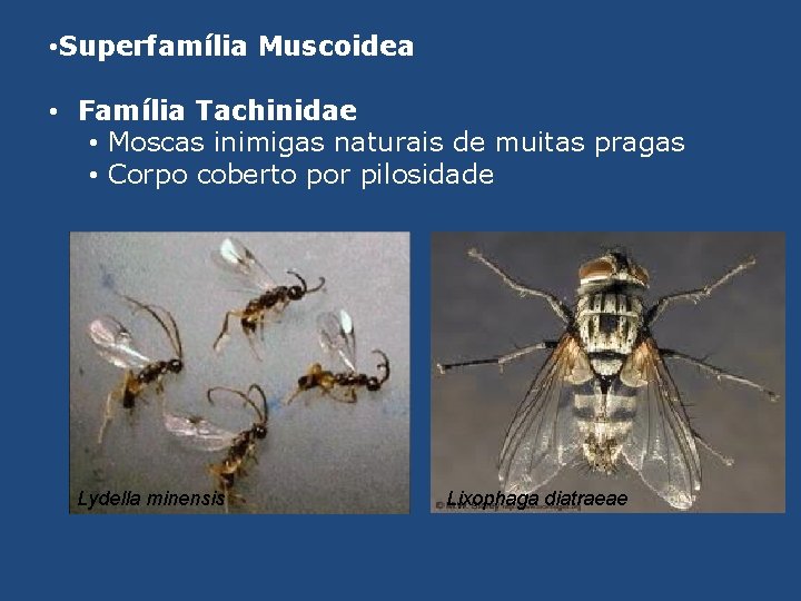  • Superfamília Muscoidea • Família Tachinidae • Moscas inimigas naturais de muitas pragas