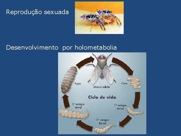 Reprodução sexuada Desenvolvimento por holometabolia 