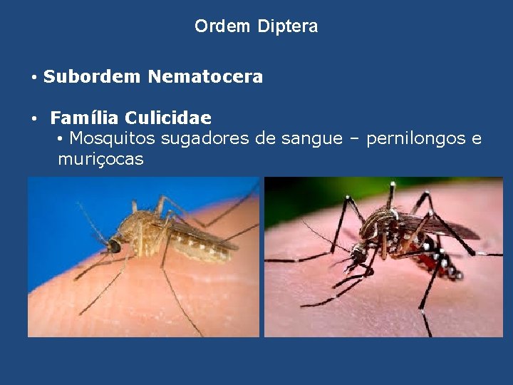 Ordem Diptera • Subordem Nematocera • Família Culicidae • Mosquitos sugadores de sangue –