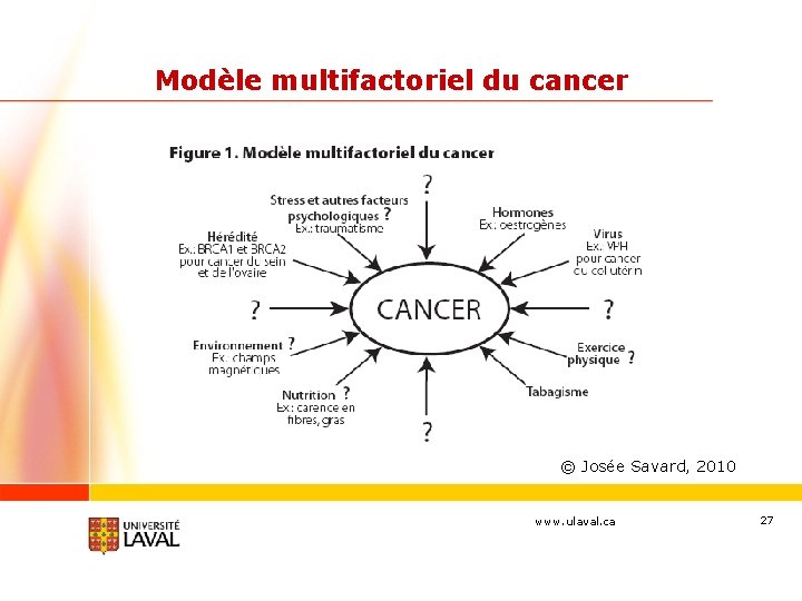 Modèle multifactoriel du cancer © Josée Savard, 2010 www. ulaval. ca 27 