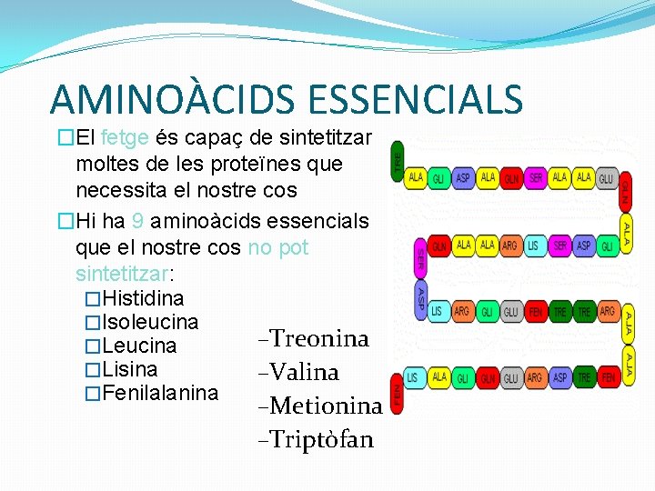 AMINOÀCIDS ESSENCIALS �El fetge és capaç de sintetitzar moltes de les proteïnes que necessita