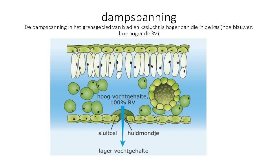 dampspanning De dampspanning in het grensgebied van blad en kaslucht is hoger dan die