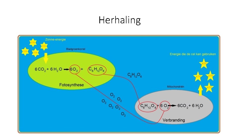 Herhaling 